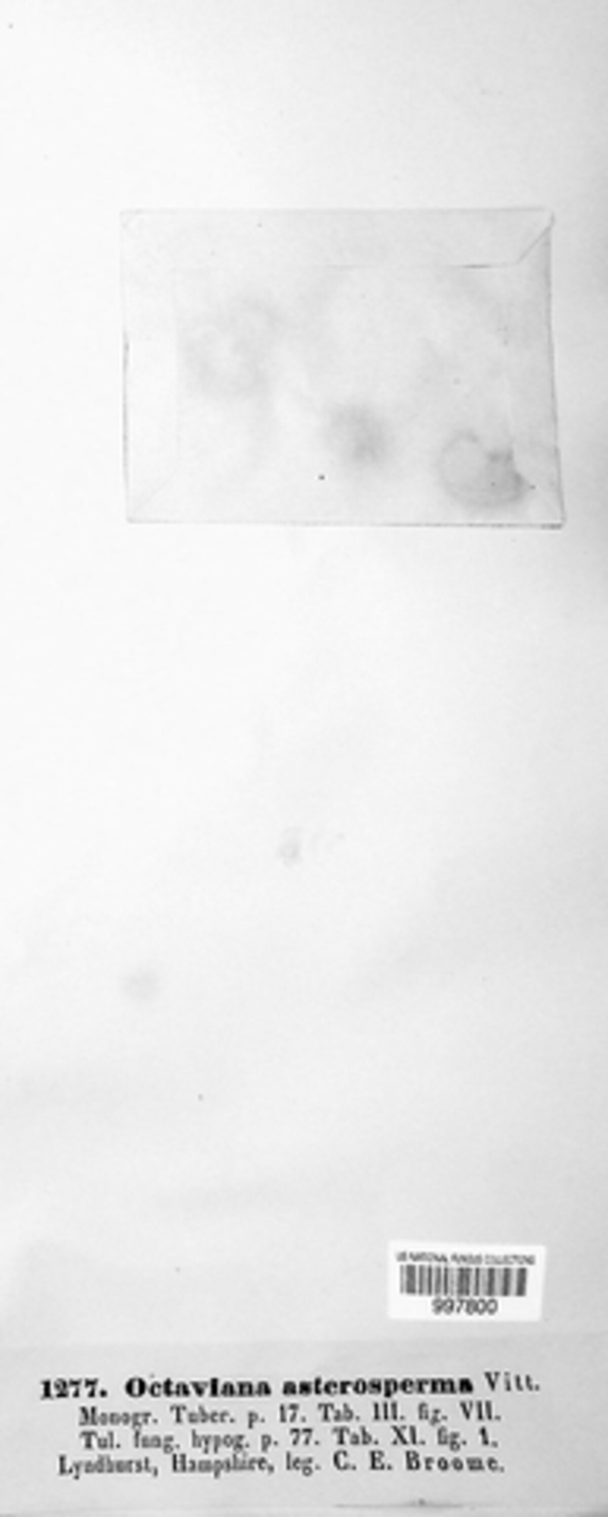 Octaviania image